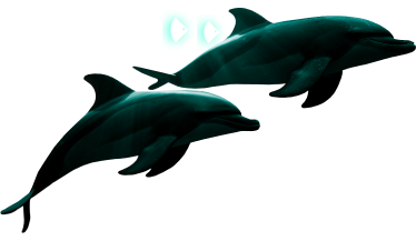 dolphin
